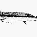 Image of Shortbill Spearfish