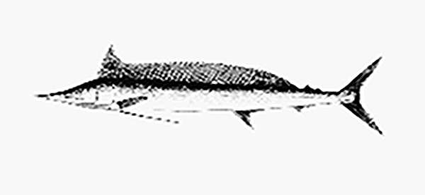 Image of Tetrapturus