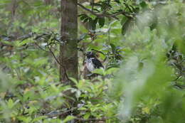 Image of Reunion Harrier