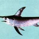 Image of Broadbill Swordfish