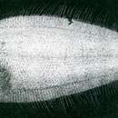 Image of Japanese lefteye flounder