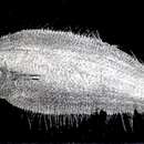 Image of Crested flounder