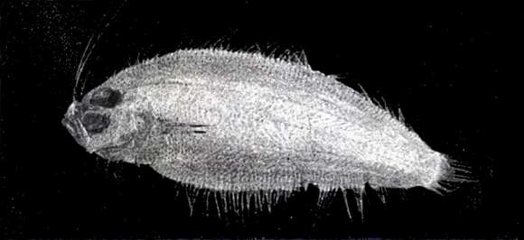 Image of Scaldfish