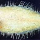 Image of Dwarf lefteye flounder