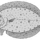 Image of Angler flatfish