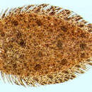 Image of Blotched flounder
