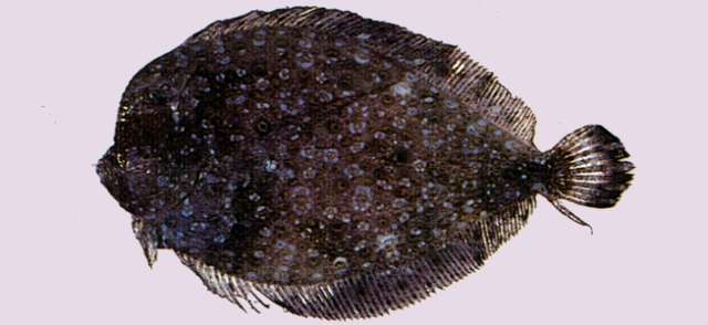 Image of Disc flounder
