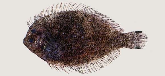 Image of Engyprosopon multisquama Amaoka 1963