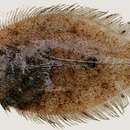 Image of Krempf&#39;s flounder