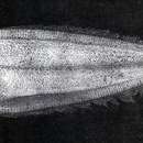 Image of Japonolaeops dentatus Amaoka 1969