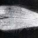Image of Wide-mouthed flounder