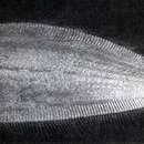 Image of Kithara&#39;s flounder