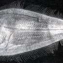 Image of Crosseyed flounder