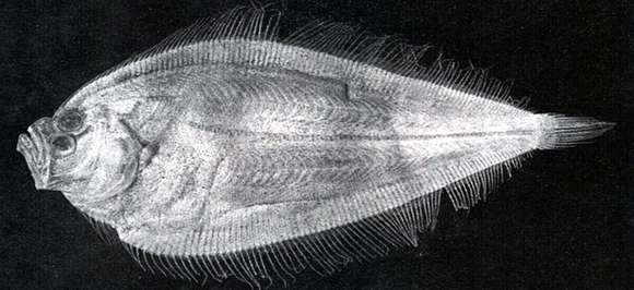 Image of Neolaeops