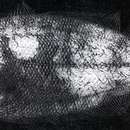 Psettina gigantea Amaoka 1963 resmi