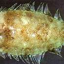 Image of Iijima flounder