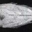 Image of Scale-eyed flounder