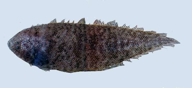 Image of Speckled tongue sole