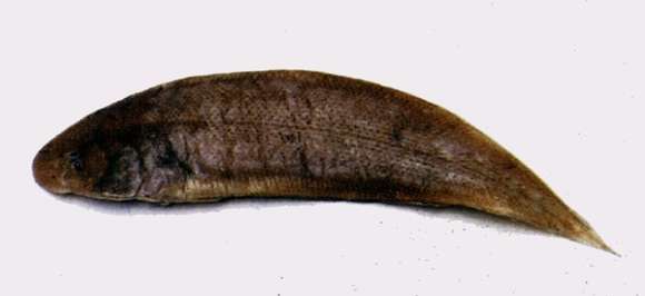Image of Red tongue sole