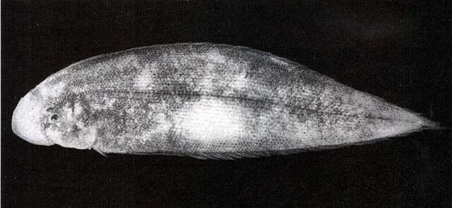 Image of Roughscale tonguefish