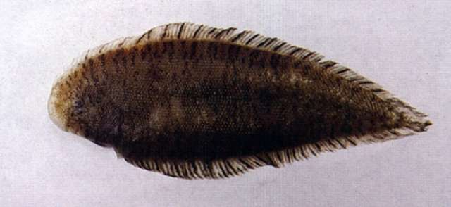 Image of Blotched tongue-sole