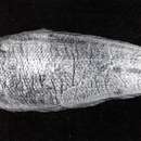 Image of Robust tonguefish
