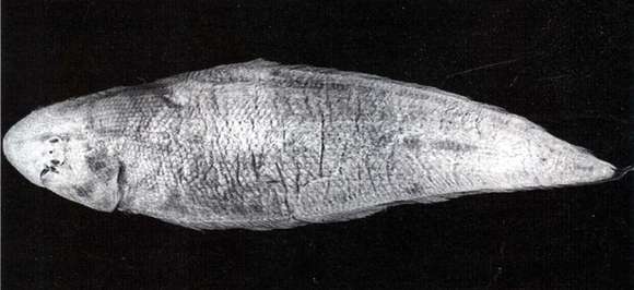 Image of Robust tonguefish