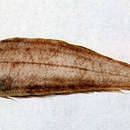 Image of Cynoglossus suyeni Fowler 1934