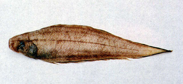 Image of Cynoglossus suyeni Fowler 1934