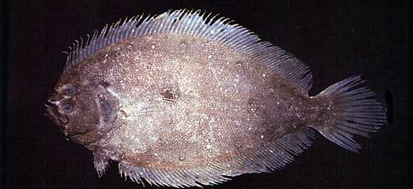 Image of flounder