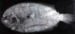 Image of flounder