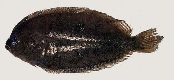 Image of flounder