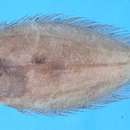 Image of Roughscale flounder