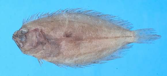 Image of flounder