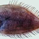 Image of Fivespot flounder
