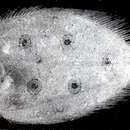 Image of Five-eye flounder