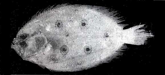 Image of flounder