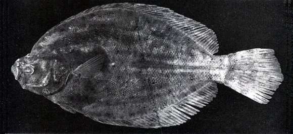 Image de Tephrinectes