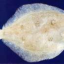 Image of Roundnose flounder