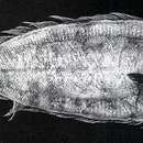 Image of African righteye flounder