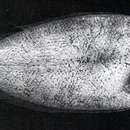 Image of Alcock&#39;s narrow-body righteye flounder