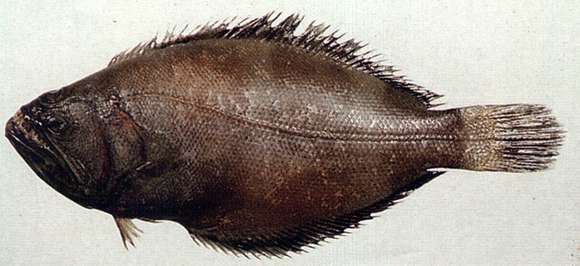 Image of spiny turbot