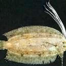 Image of Cockatoo flounder