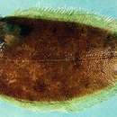 Image of Milky spotted sole