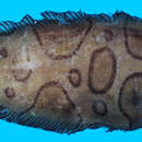 Image of Annular sole