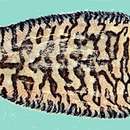 Image de Soleichthys heterorhinos (Bleeker 1856)