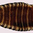 Image of Fringefin zebra sole