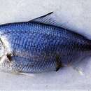 Image of Beardfish