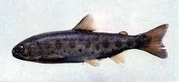 Image of Cherry salmon