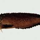 Image of Dusky velvetfish